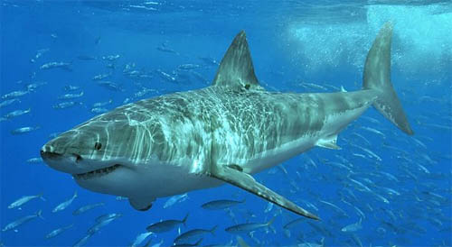 Great White Shark
